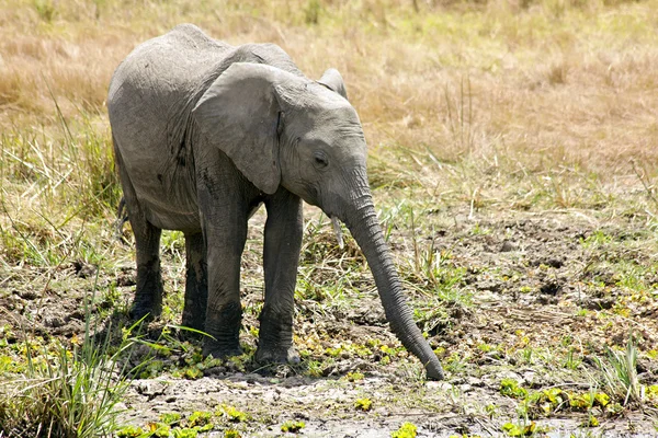 Слон Масаи Мара — стоковое фото