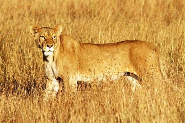 Masai Mara Lion — Stock Photo, Image