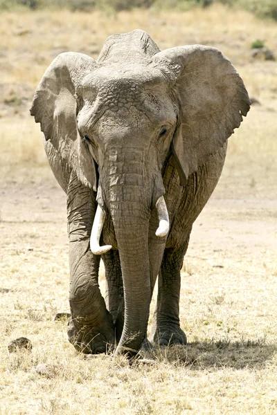 Masai mara olifant — Stockfoto