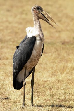 Masai mara marabou leylek
