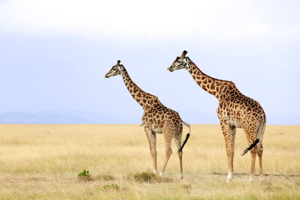 Giraffes (Giraffa camelopardalis) on the Maasai Mara National Reserve safari in southwestern Kenya.