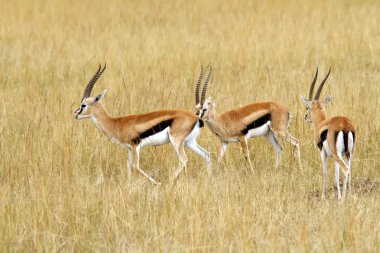 Masai mara thomson'ın ceylan