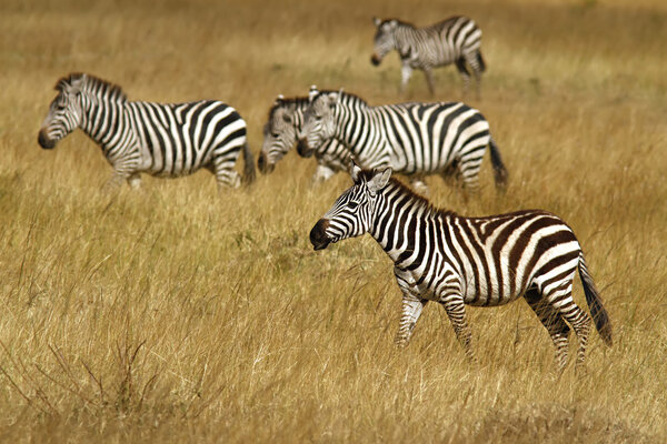 Zebras on the Masai Mara National Reserve safari in southwestern Kenya.
