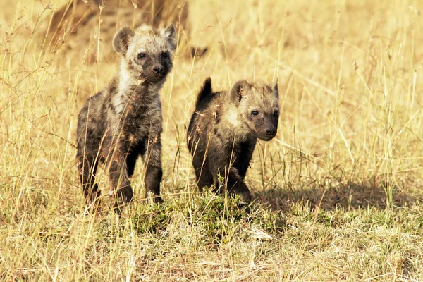 Młode hieny Masai mara — Zdjęcie stockowe