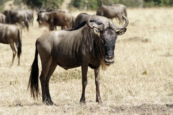 Masai-Mara-Gnus — Stockfoto