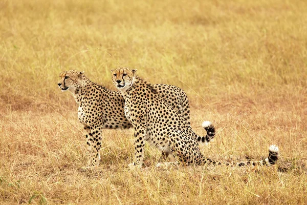 Gepardy Masai mara — Zdjęcie stockowe