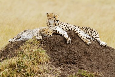 Masai mara çitalar