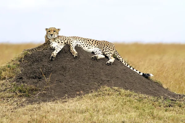 Masai-Mara-Gepard — Stockfoto