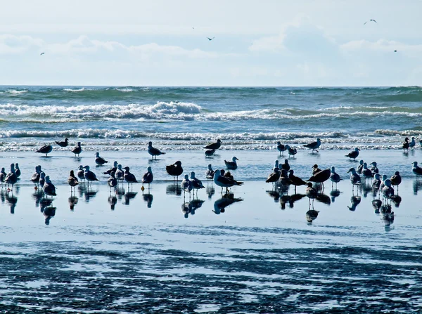 Une variété d'oiseaux marins au bord de la mer — Photo