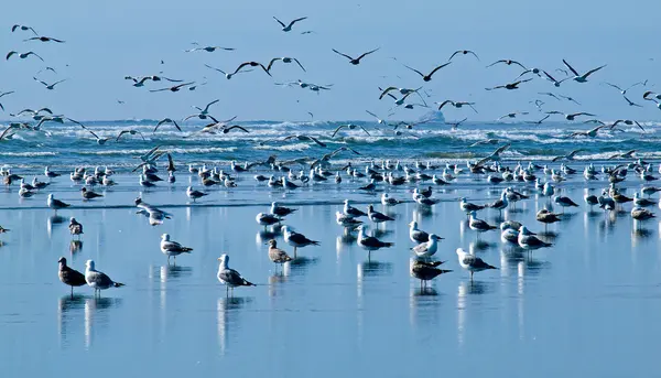 Una variedad de aves marinas en la orilla del mar — Foto de Stock