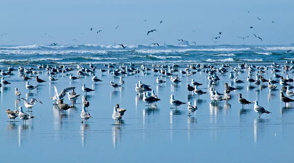 Una varietà di uccelli marini al mare — Foto Stock