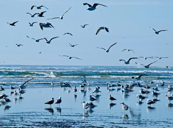 Une variété d'oiseaux marins au bord de la mer — Photo