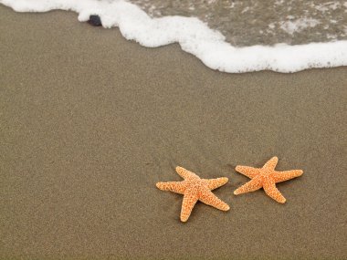Dalgalar ile kıyı üzerinde iki deniz yıldızı