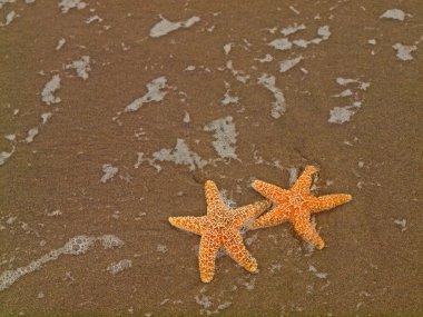 Dalgalar ile kıyı üzerinde iki deniz yıldızı