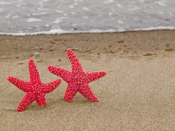 Two Starfish on the Shoreline with Waves — Stock Photo, Image