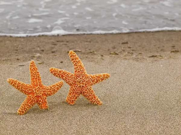 Two Starfish on the Shoreline with Waves — Stock Photo, Image