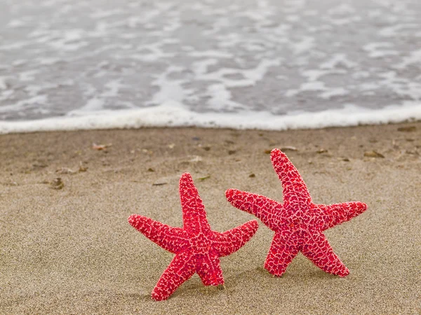 Two Starfish on the Shoreline with Waves — Stock Photo, Image