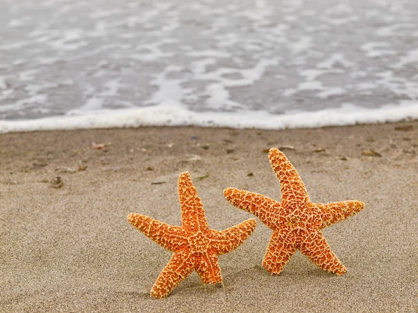 Two Starfish on the Shoreline with Waves — Stock Photo, Image