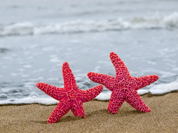 Dos estrellas de mar en la costa con ondas de fondo — Foto de Stock