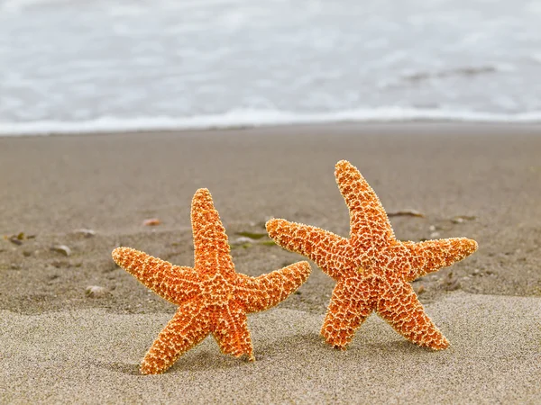 Two Starfish on the Shoreline with Background Waves — Stock Photo, Image
