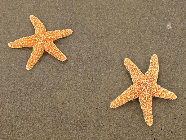 Two Starfish on Wet Sand — Stock Photo, Image