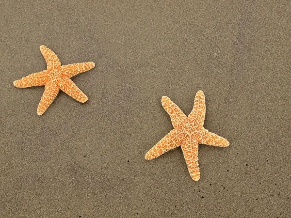 Two Starfish on Wet Sand — Stock Photo, Image
