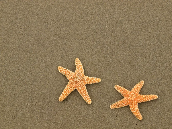 Dos estrellas de mar en arena mojada — Foto de Stock