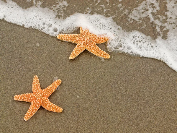 Dos estrellas de mar en la orilla con olas — Foto de Stock