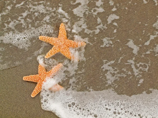 Two Starfish on the Shore with Waves — Stock Photo, Image