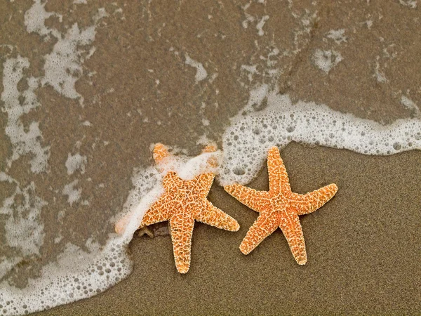 Dwa rozgwiazda na linii brzegowej z falami — Zdjęcie stockowe