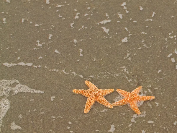 Two Starfish on the Shoreline with Waves — Stock Photo, Image