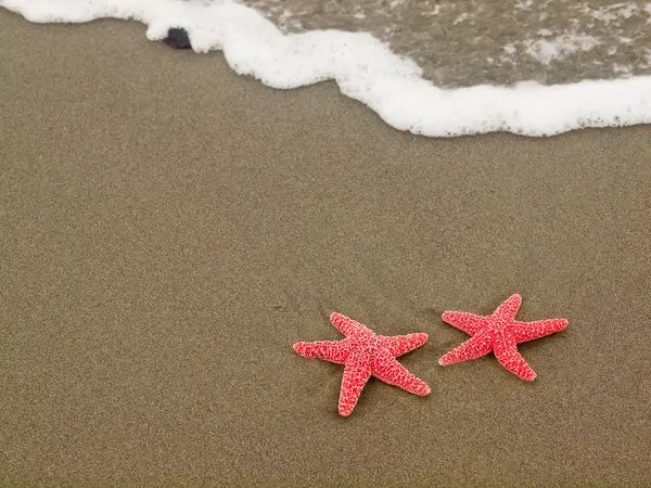 Dwa rozgwiazda na linii brzegowej z falami — Zdjęcie stockowe