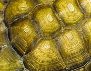 Tortoise Closeup Details in an Indoor Setting clipart