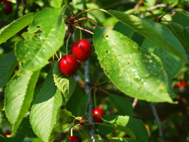 bir ağaca tutunan parlak kırmızı kiraz