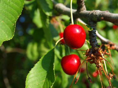 bir ağaca tutunan parlak kırmızı kiraz
