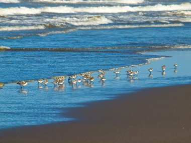 bir sürü küçük kahverengi deniz kuşları, deniz kıyısı