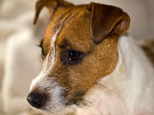Portrait of a Cute Jack Russell Terrier — Stock Photo, Image