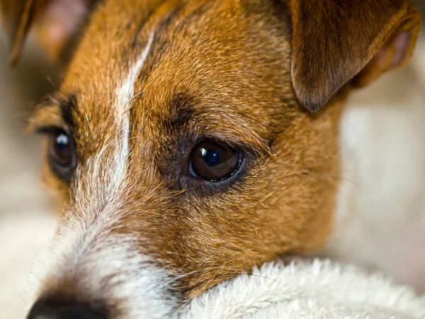 Portret uroczego Jacka Russella Terriera — Zdjęcie stockowe