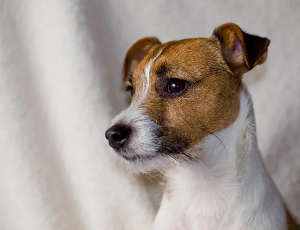 Portrait of a Cute Jack Russell Terrier — Stock Photo, Image