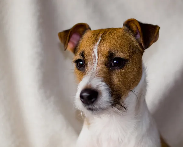 Portrait of a Cute Jack Russell Terrier — Stock Photo, Image