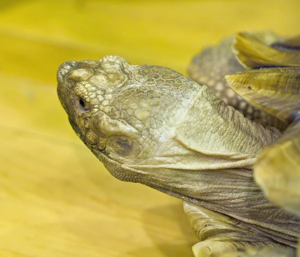 Tortoise Closeup Details in an Indoor Setting — Stock Photo, Image