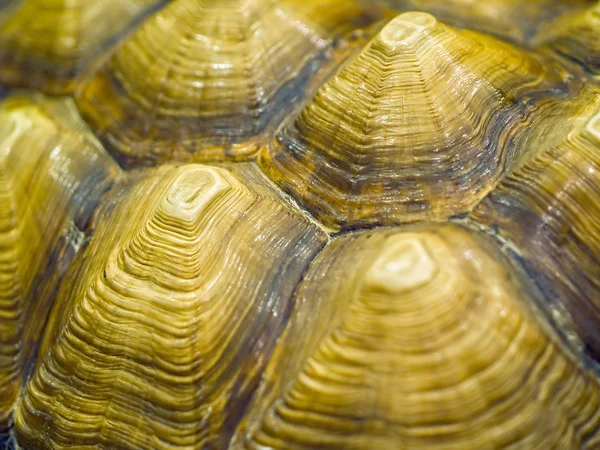 Tortoise Closeup Details in an Indoor Setting — Stock Photo, Image