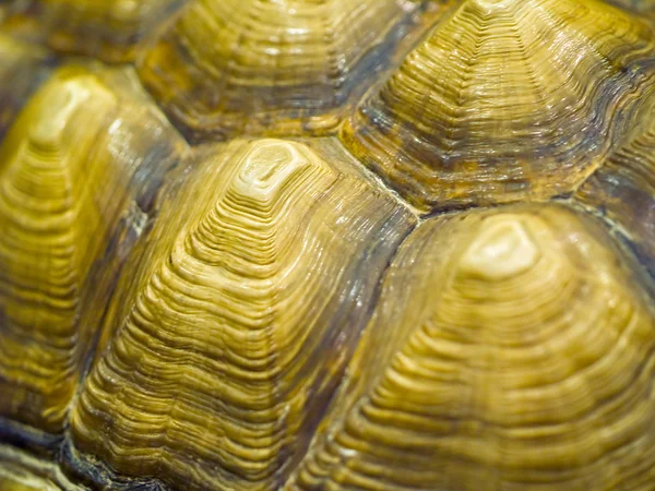 Kapalı bir ortamda kaplumbağa closeup ayrıntıları — Stok fotoğraf
