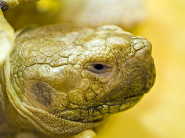Tortoise Closeup Details in an Indoor Setting — Stock Photo, Image