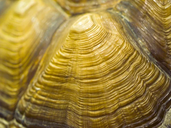 Żółw zbliżenie szczegóły w środowisku kryty — Zdjęcie stockowe