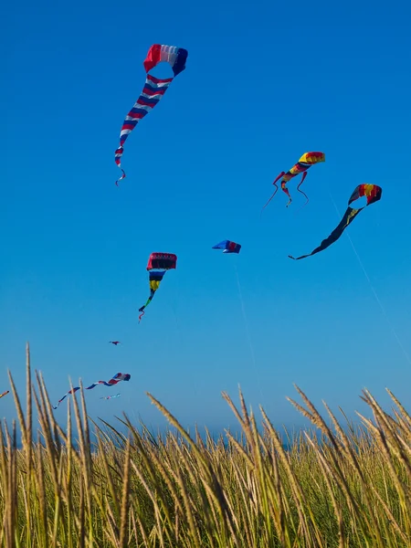 Vários papagaios coloridos voando em um céu azul brilhante — Fotografia de Stock