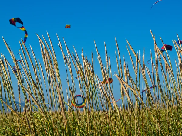 鮮やかな青い空を飛ぶ様々なカラフルな凧 — ストック写真