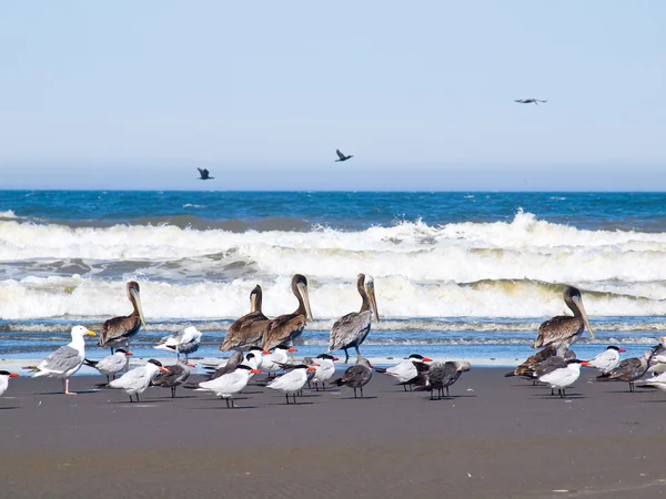 Množství mořských ptáků, na pobřeží představovat pelikánů — Stock fotografie