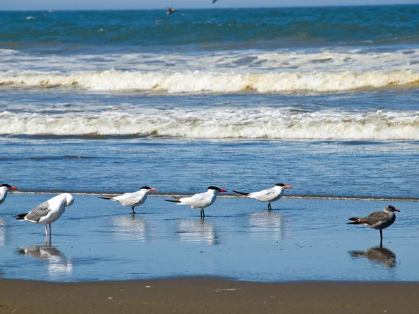 A Variety of Seabirds at the Seashore — Stock Photo, Image