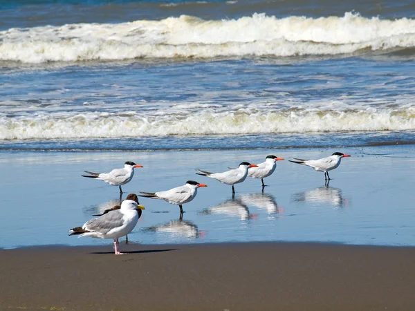 A Variety of Seabirds at the Seashore — Stock Photo, Image